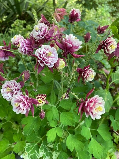 pink-and-white flowers