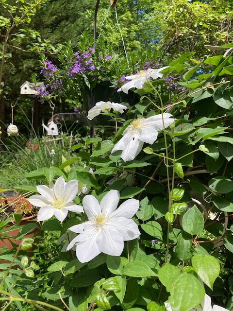 Large white clematis flowers with purple annual behind them