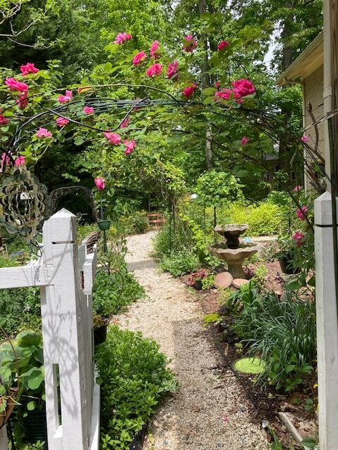 Pink rose climbing over an arch over a path in the garden