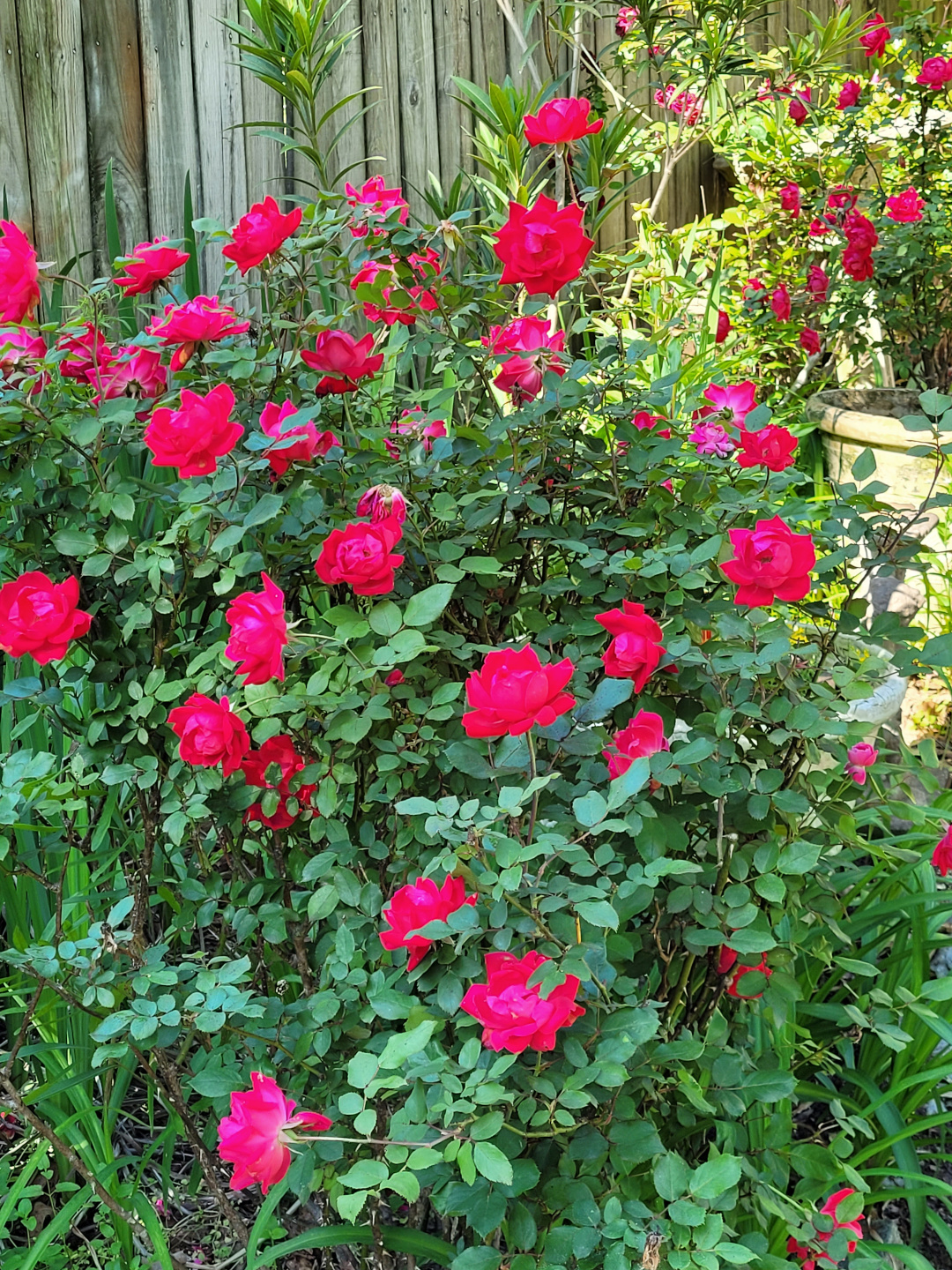 bright pink rose bush