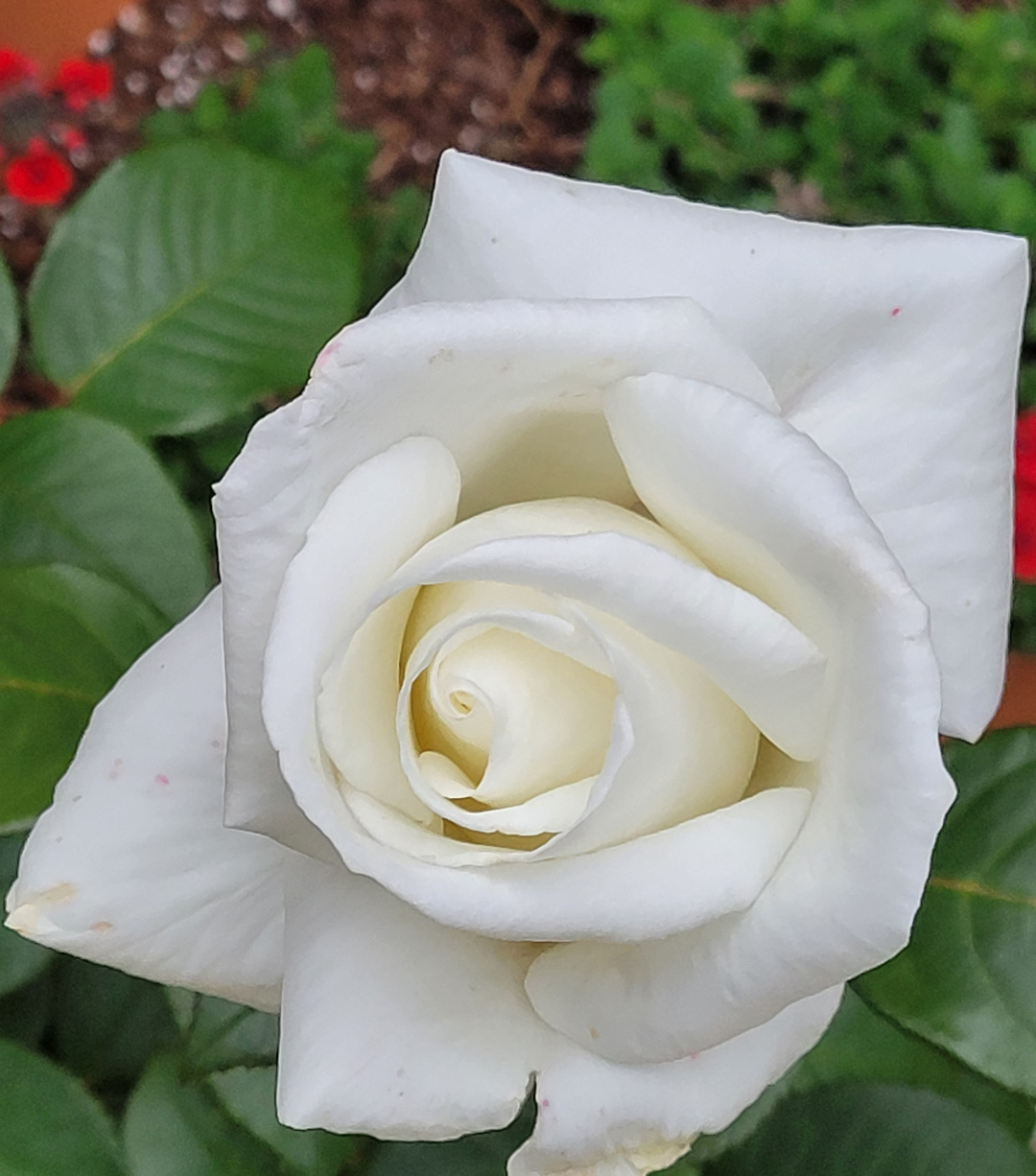 close up of a white rose