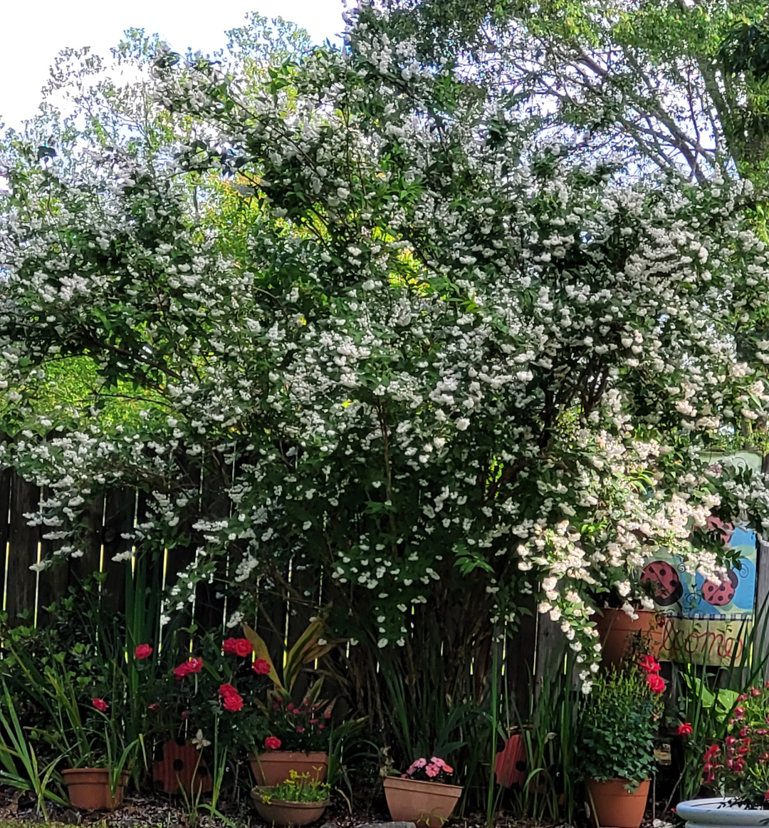 Large shrub with white flowers