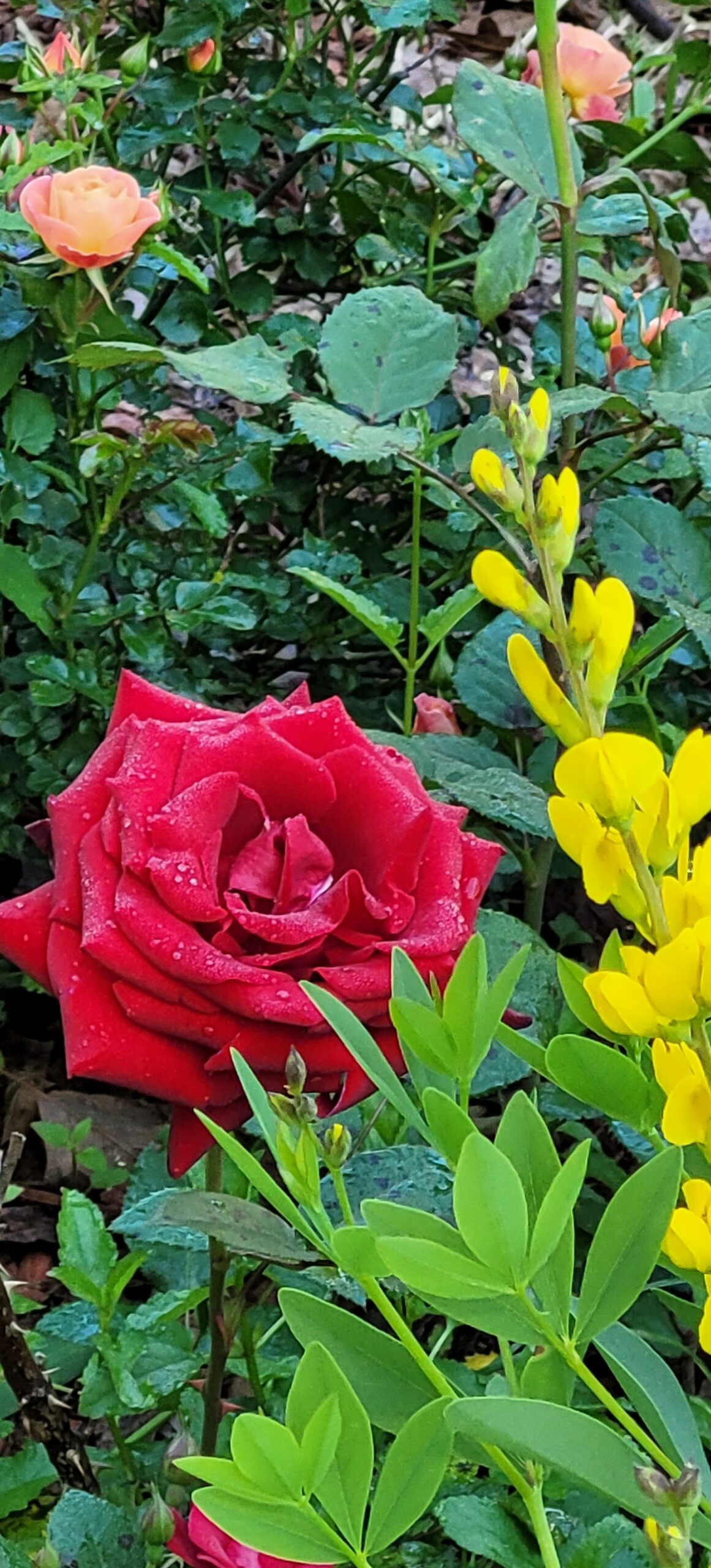 Red rose and yellow baptisia together