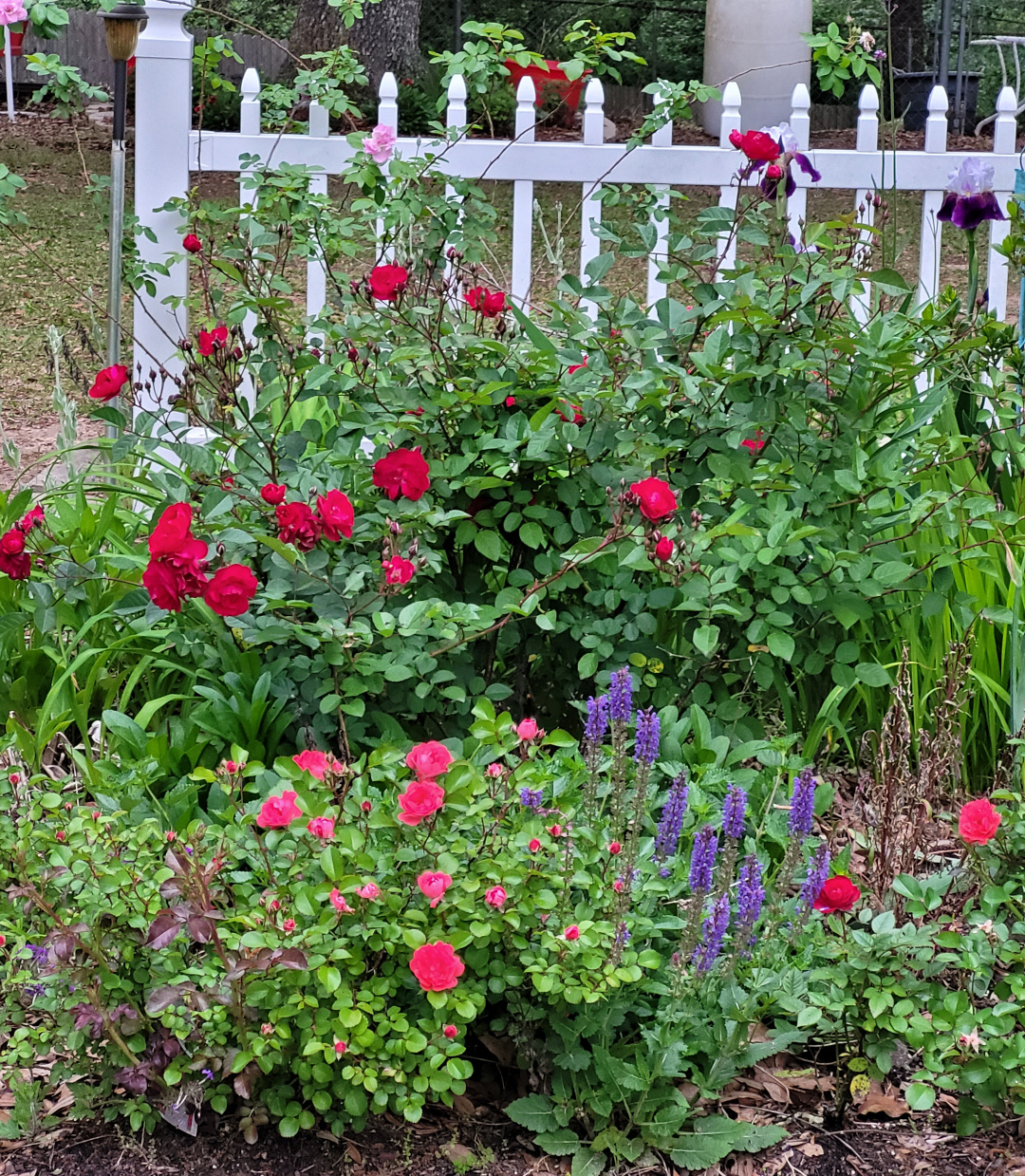 Flowery garden in front of a white fence