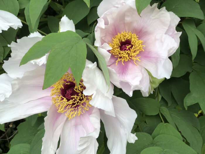 Closeup of peony flowers, white with faint pink center
