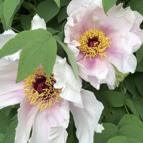 Closeup of peony flowers, white with faint pink center