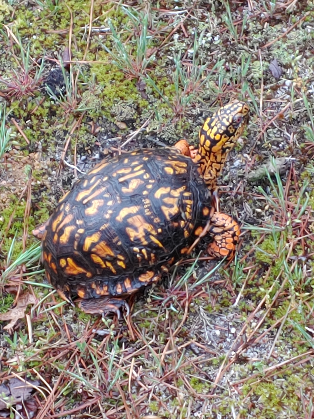 box turtle with bright markings