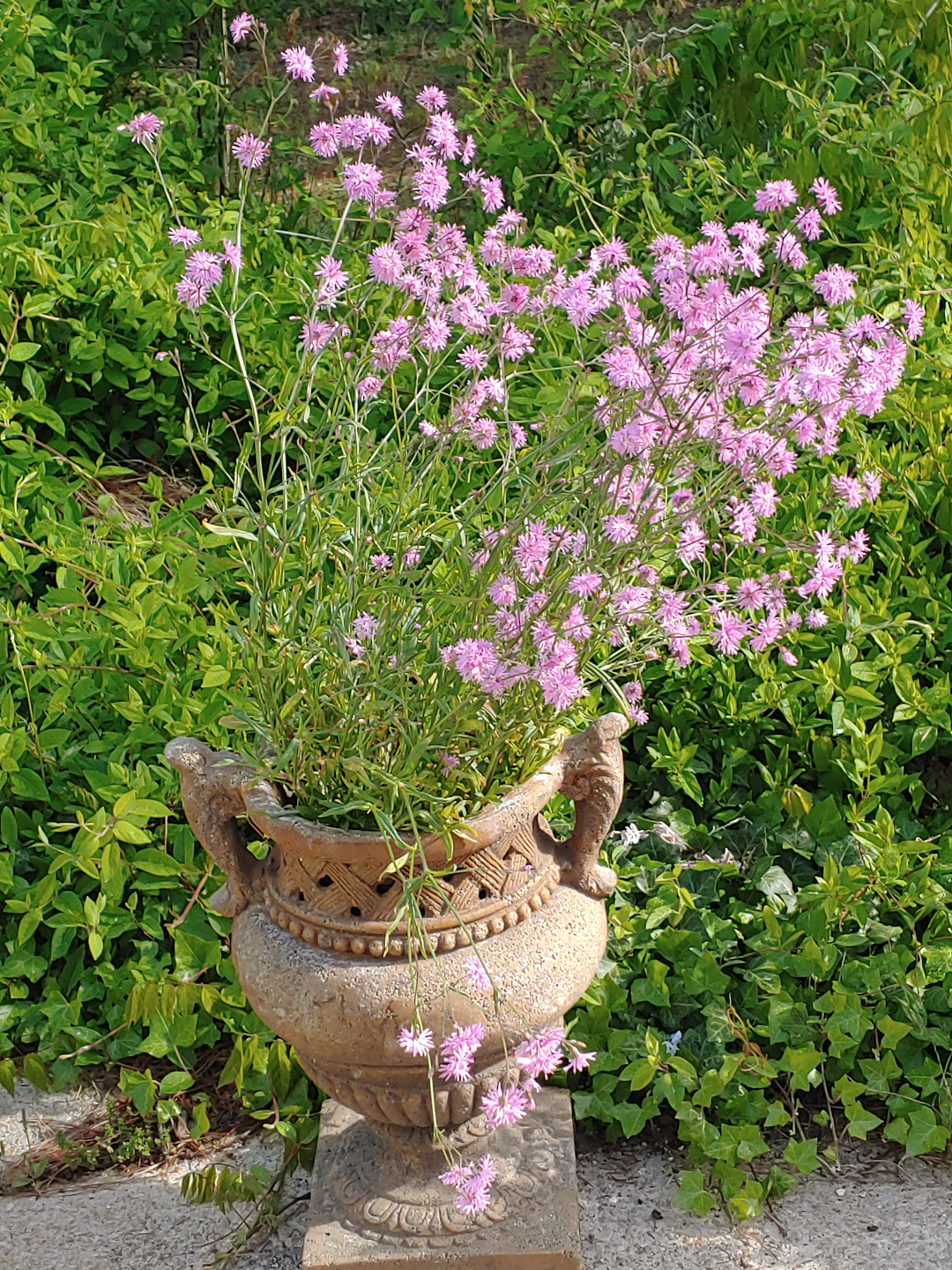 A large urn with tall pink flowers growing in it