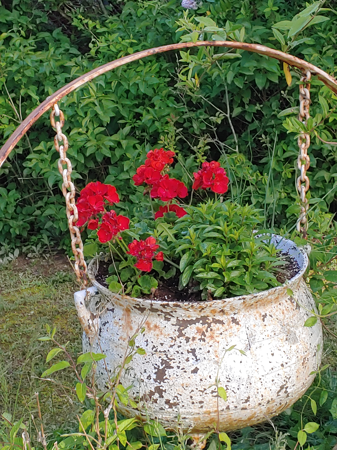 A cauldron with white flaking paint hanging from chains and planted with red geraniums