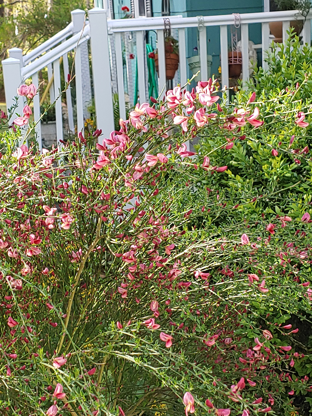 scotch broom plant