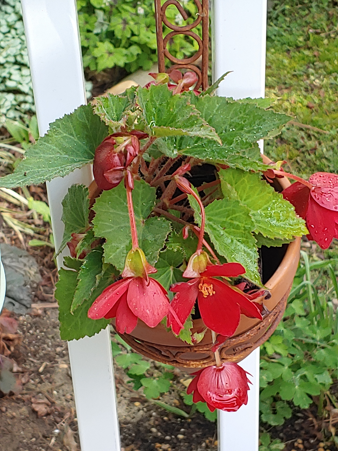 A begonia with large red flowers in a pot hanging from a white fence