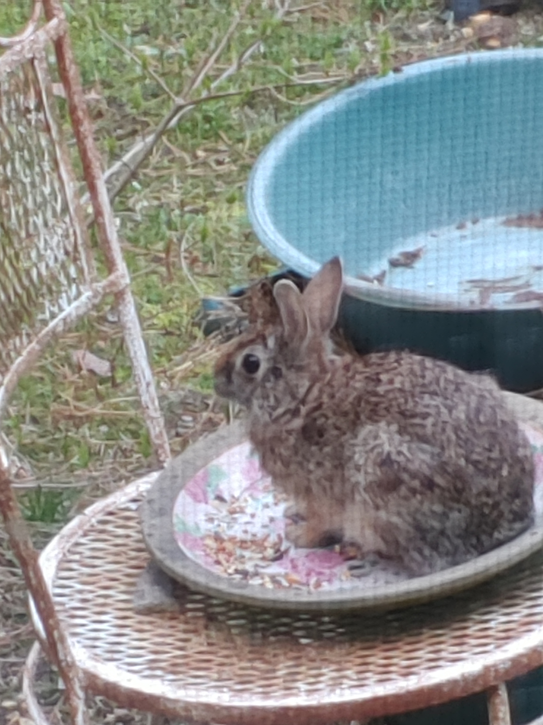 A brown rabbit sitting on a chair outside