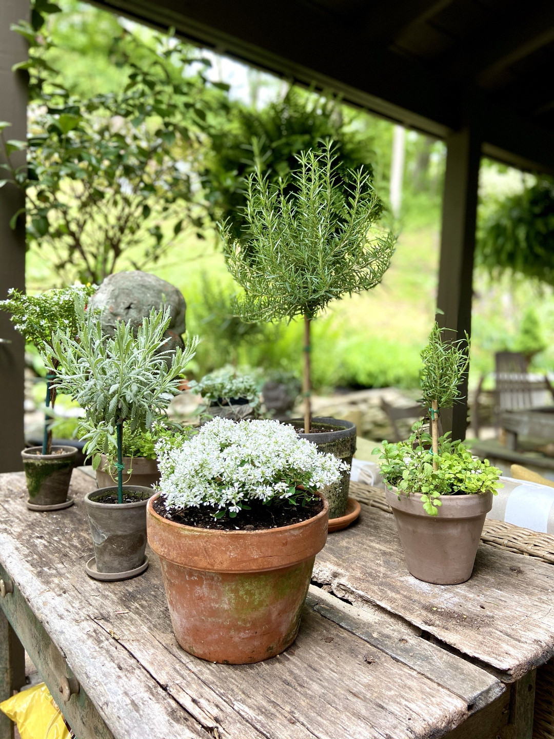 Small topiary plants growing in pots on a wooden table