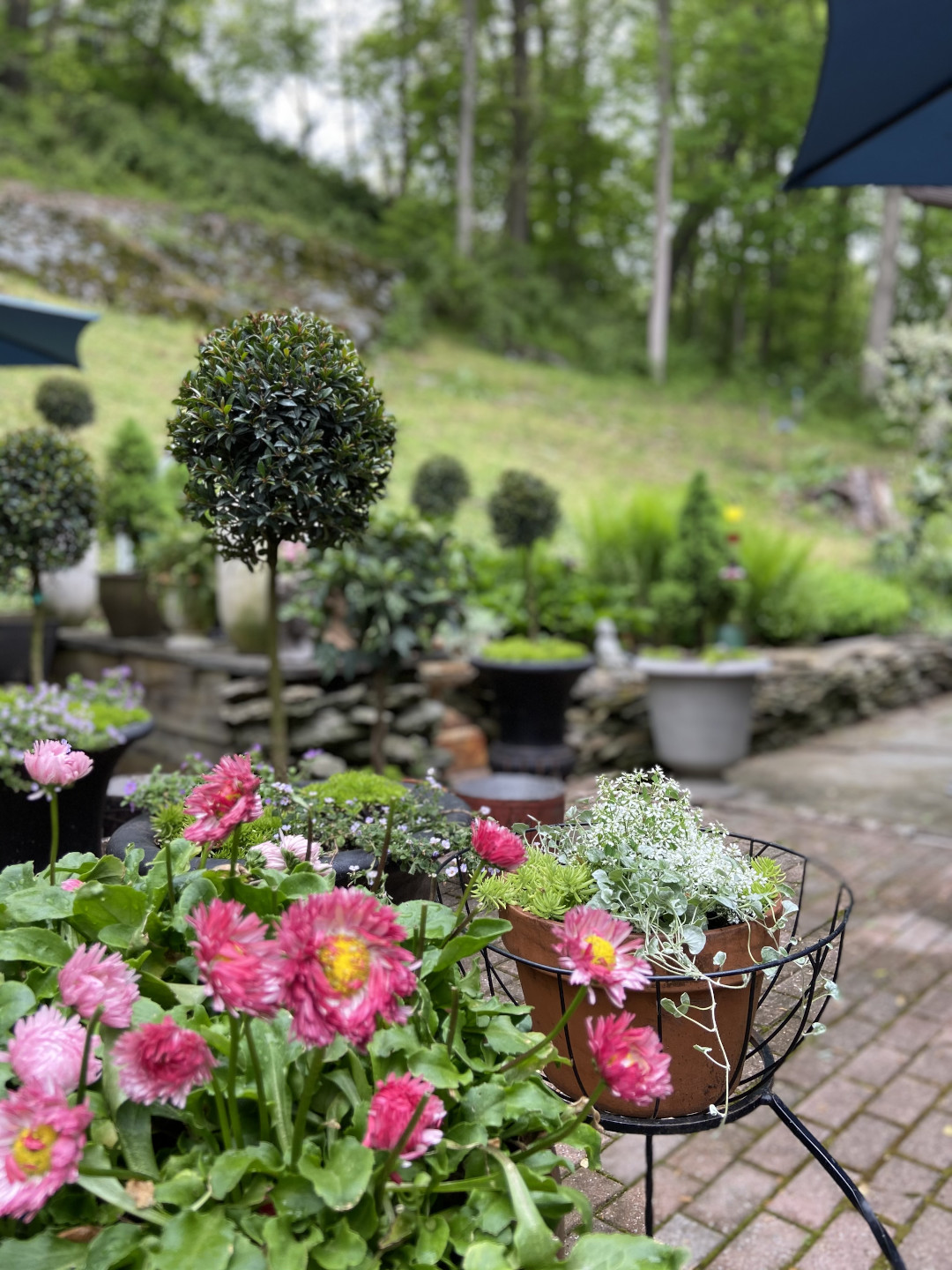 View of a garden with many ball-shaped topiaries in pots