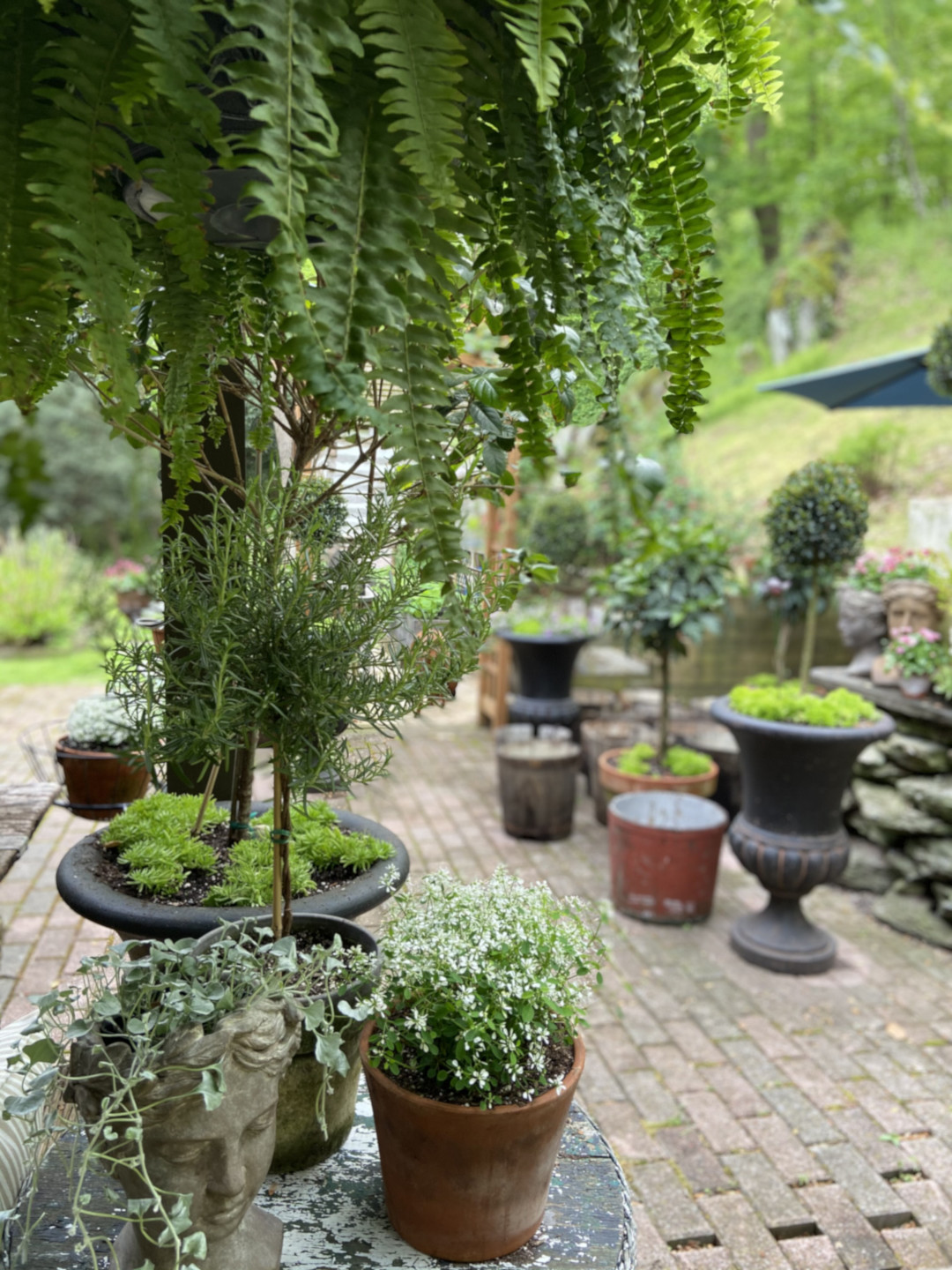 View of a garden past a large hanging fern