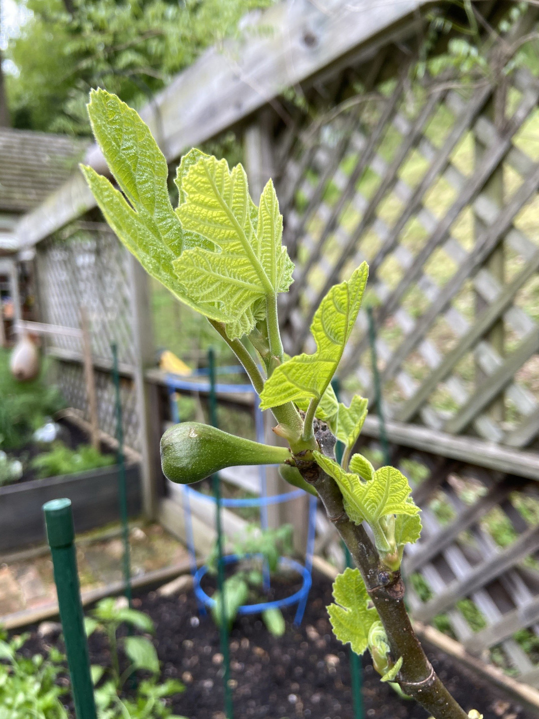 A small fig beginning to develop