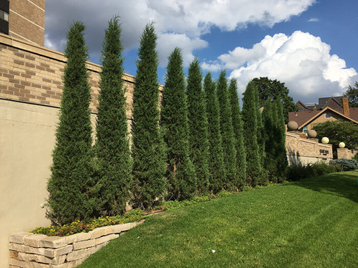 Taylor Eastern red cedar