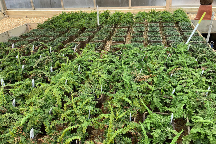 Native ferns grow in flats