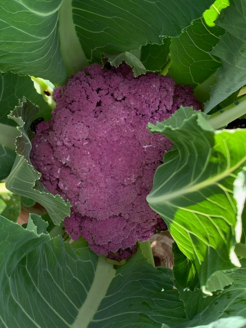 purple cauliflower growing