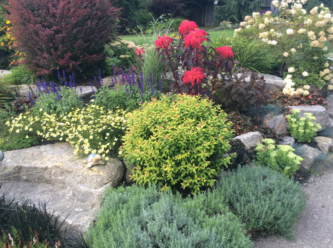 front yard garden bed with shrubs and amaranth