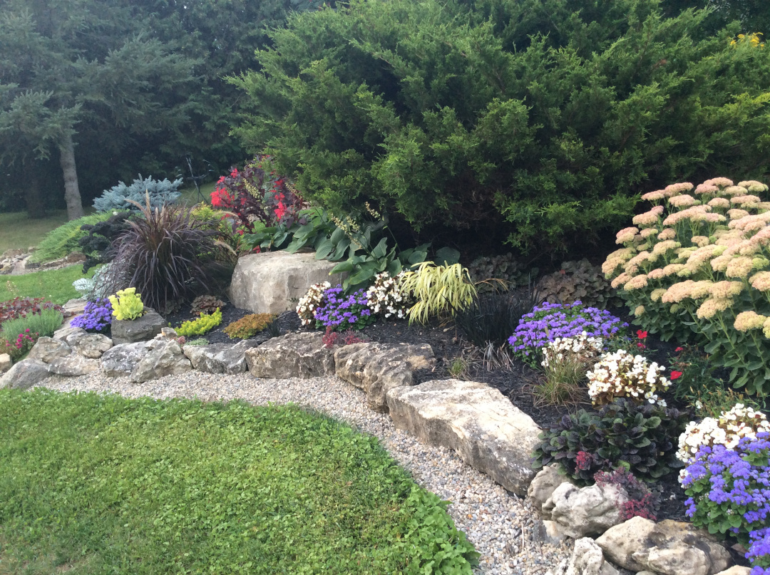 garden bed with blue ageratum