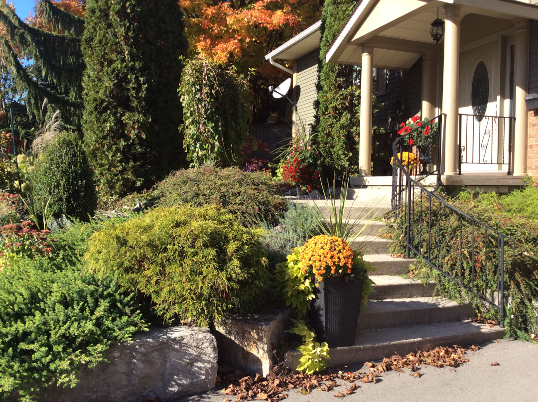 front yard garden with lots of evergreens in fall