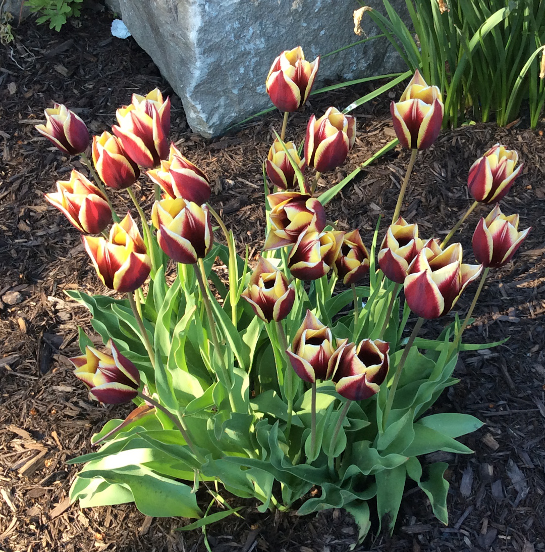 clump of gold and burgundy tulips