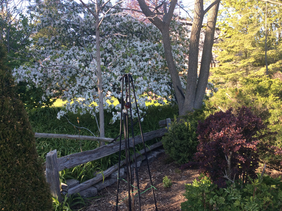 small tree covered in white flowers