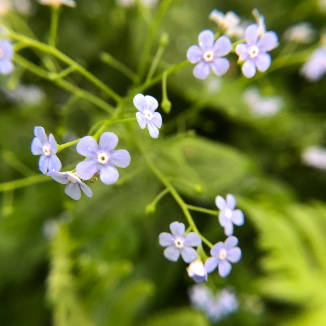 blue brunnera flowers