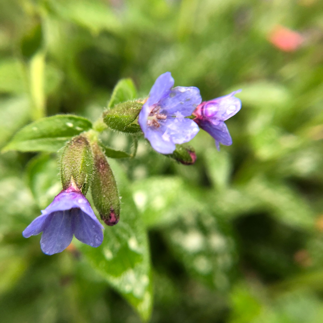 close up of pulmonaria flowers