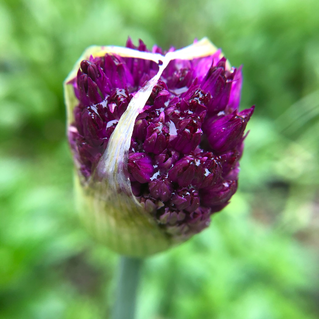 ornamental onion flower just beginning to open