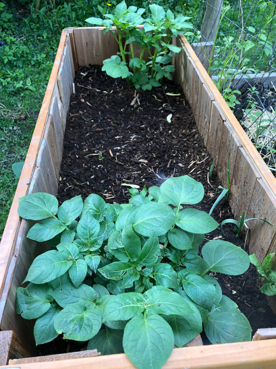 potato plants in a raised bed