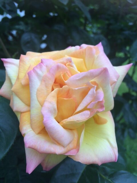 multicolored rose