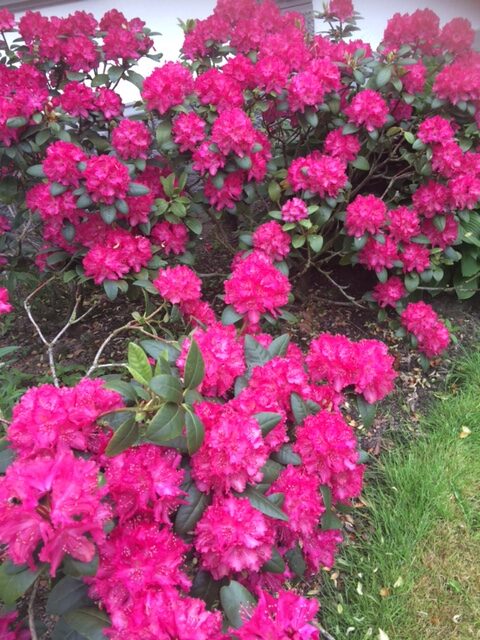 bright pink rhododendron