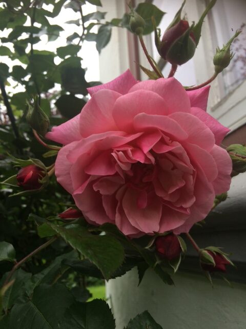 large pink rose bloom