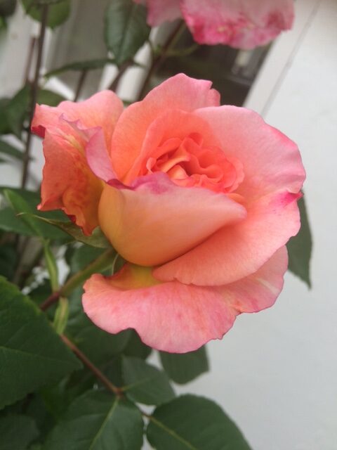 multicolored peach rose bloom