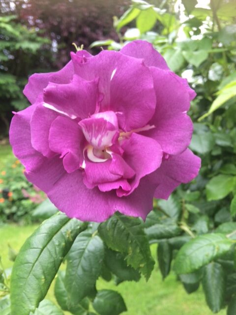 purple rose bloom