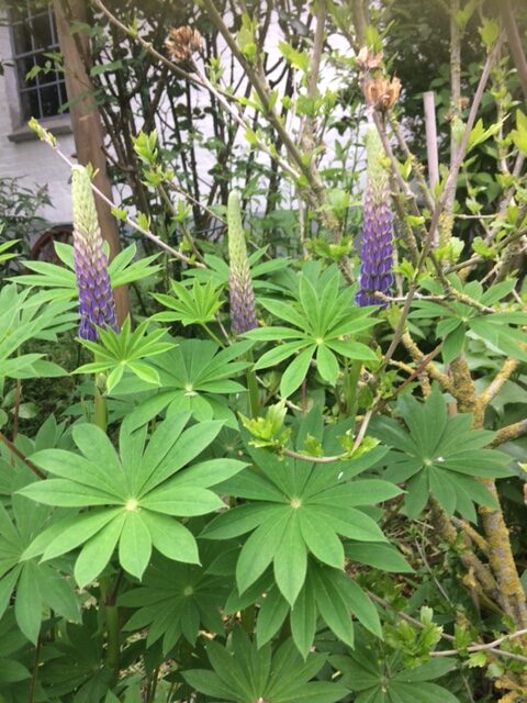 Lupine bloom in front of trees