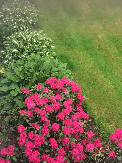 rhododendron next to hostas