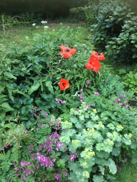 Oriental poppies in a small garden bed