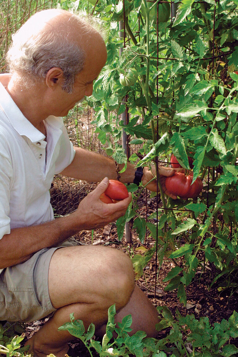 How to Grow Tasty Tomatoes From Seed FineGardening