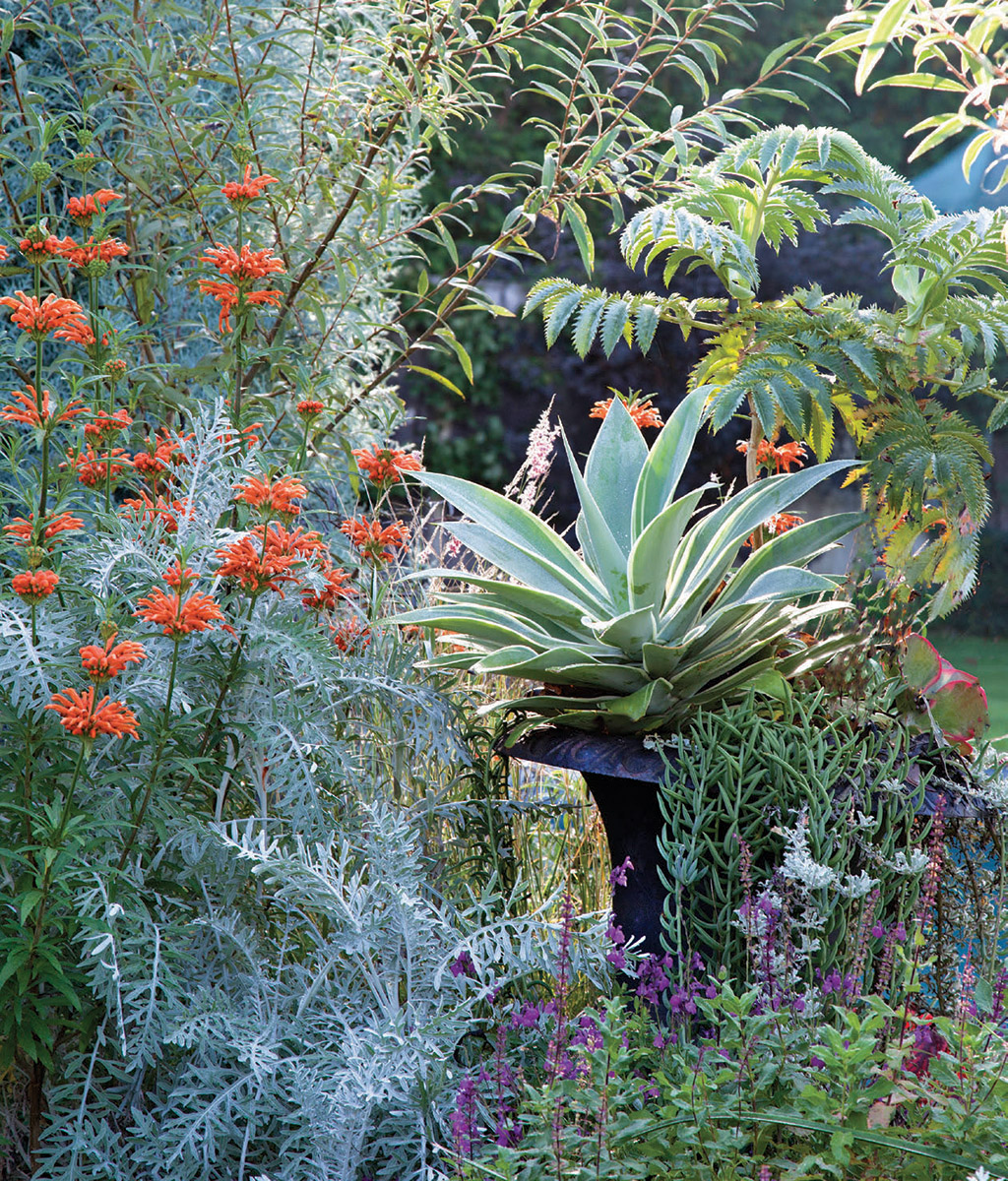 silver and orange plants