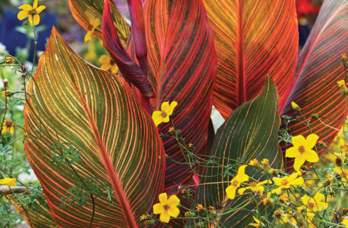 Tropicanna® canna