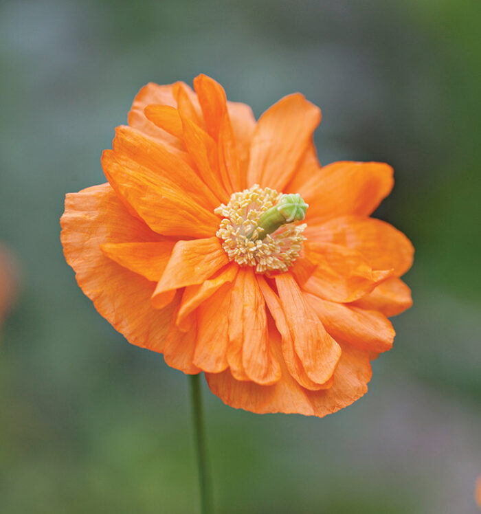  Orange Flowers