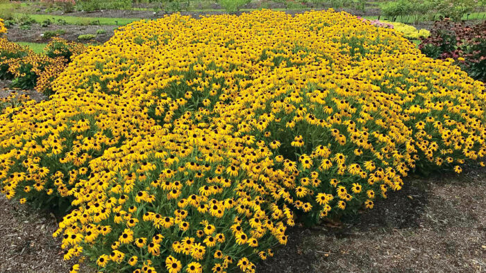 ‘American Gold Rush’ black-eyed Susan Rudbeckia × ‘American Gold Rush’