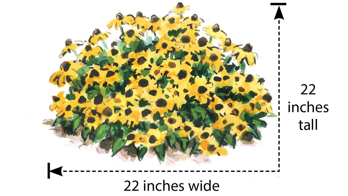 ‘American Gold Rush’ black-eyed Susan