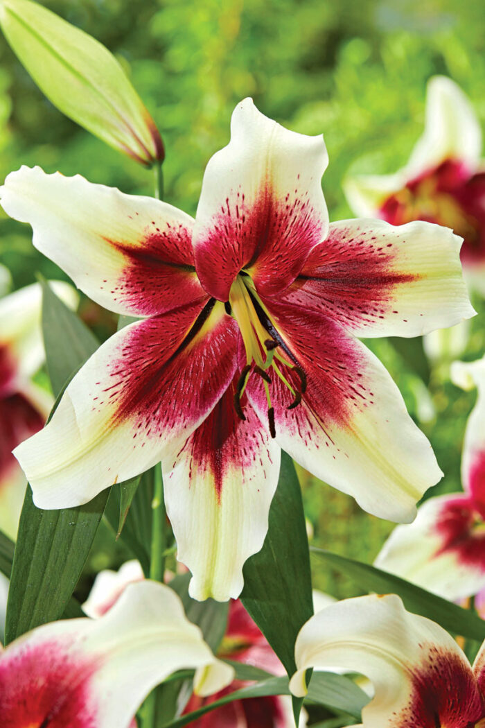 ‘Zeba’ lily Lilium ‘Zeba’