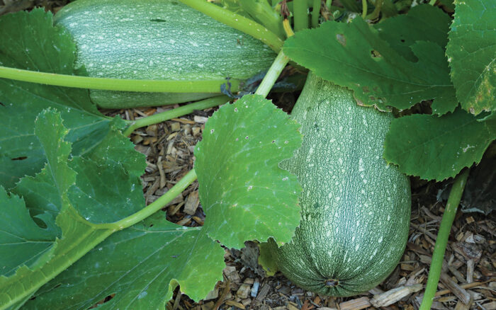 Magda zucchini before harvest