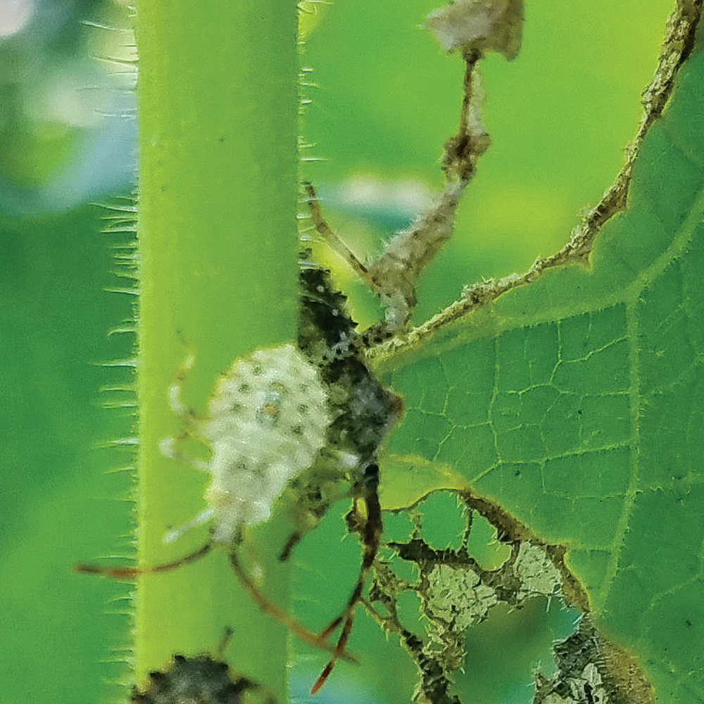 yellow squash diseases