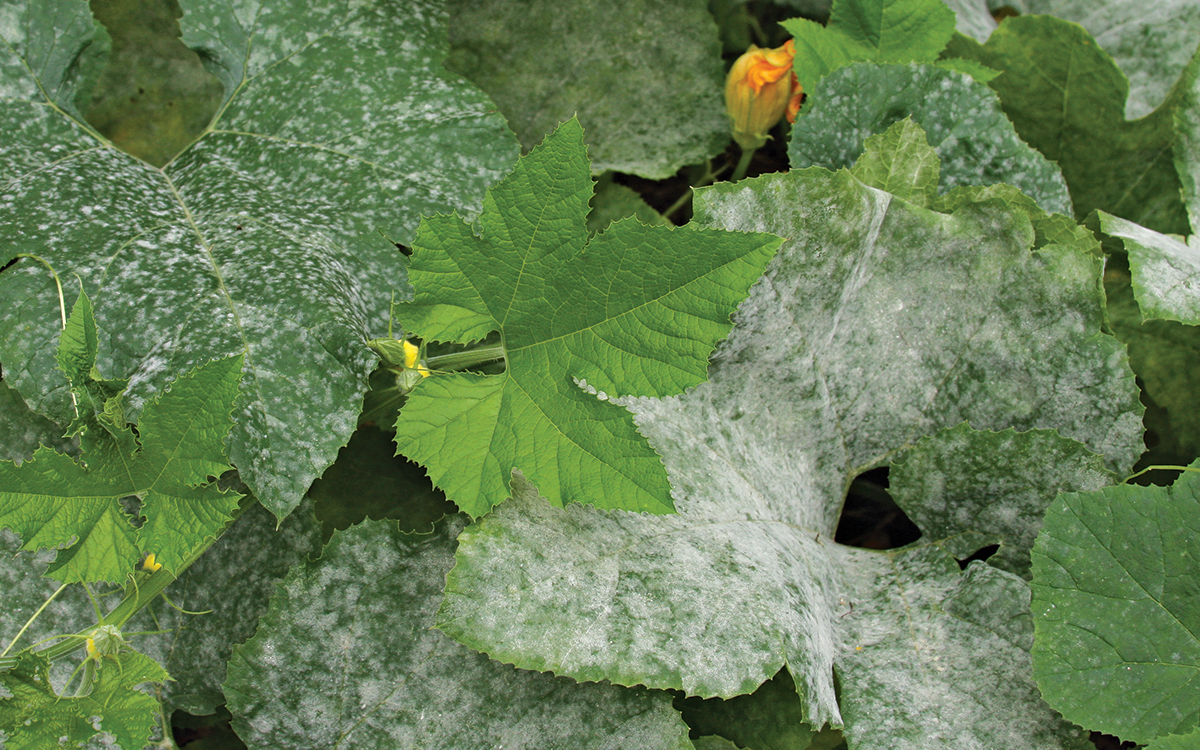 yellow squash diseases